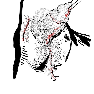 Puede incluir: Un dibujo en blanco y negro de una criatura marina con líneas rojas que la atraviesan. La criatura está enroscada en una bola con la cola apuntando hacia arriba.