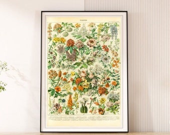 Matte Vertical Print Vintage Adolphe Millot French Rose Flower Wall Art Print Antique fleurs wall art home decor vintage Print art Flower