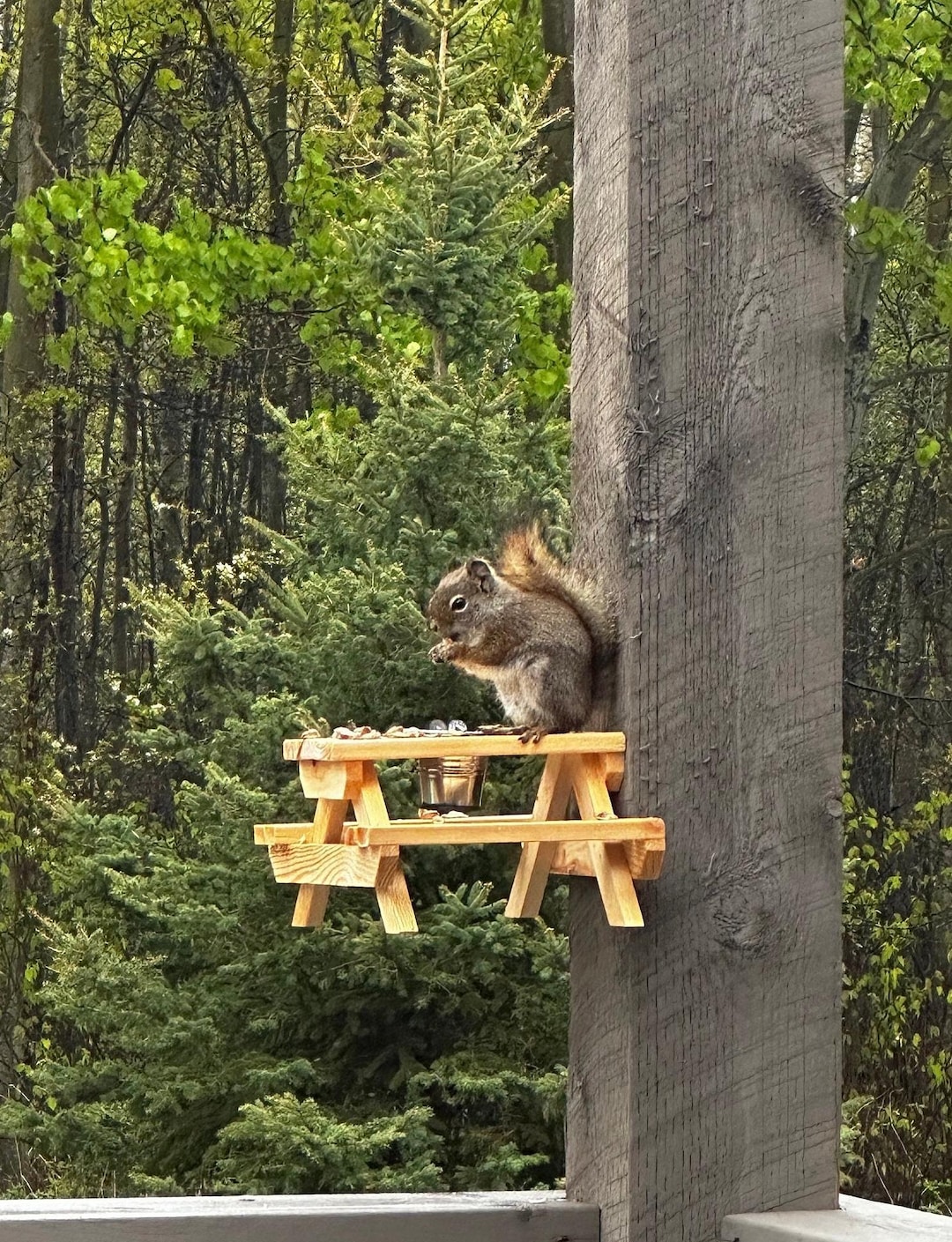Handmade Wood Squirrel Picnic Table Squirrel Feeder Picnic Table Animal ...