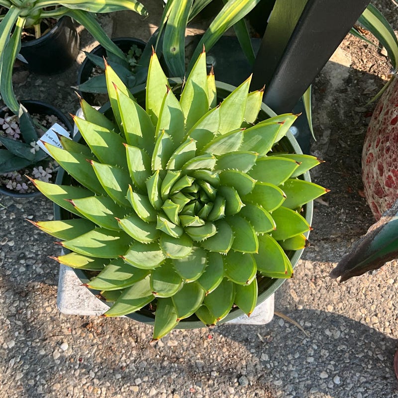 Spiral Aloe Vera For Sale