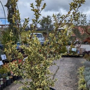 Buxus sempervirens 'Aureovariegata' Variegated Boxwood 2 Gallon