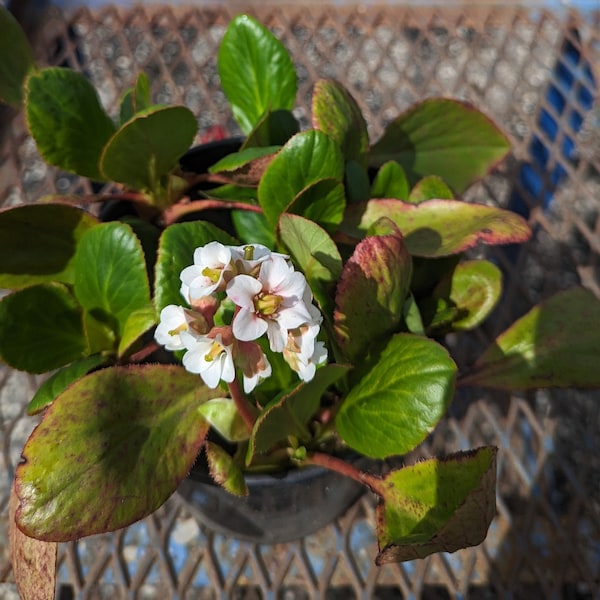 Bergenia 'Bressingham White' 1 Gallon