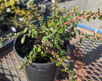 Ceanothus gloriosus 'Emily Brown' 1 Gallon