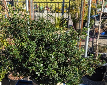 Osmanthus delavayi x heterophylla 'False sweet Olive' 3 Gallon