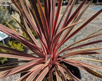 Cordyline australis 'Charlie Boy'