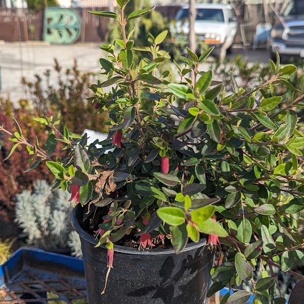 Correa  Carmine Bells Australian fuchsia 1 Gallon