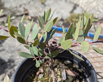 Arctostaphylos 'Pacific Mist Manzanita'