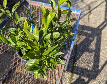 Ruscus hypoglossum 'Butcher's Broom' 1 Gallon