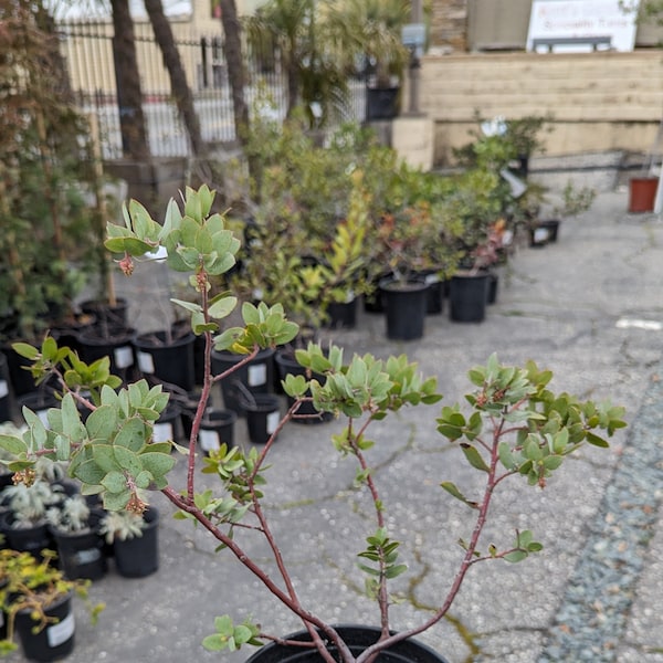 Arctostaphylos manzanita 'Lester Rowntree' 1 Gallon