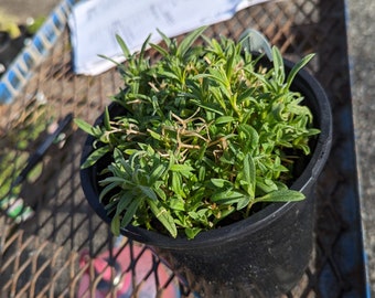 Cerastium tomentosum 'Snow-In-Summer'