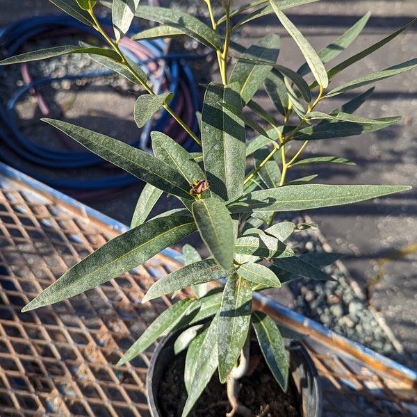 Umbellularia californica 'California Bay Laurel' 1 Gallon