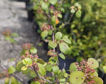 Ribes viburnifolium 'Catalina Currant'