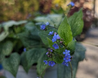 Brunnera macrophylla 'Jack of Diamonds' 1 Gallon