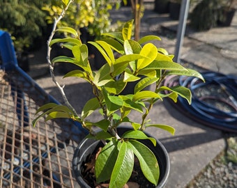 Magnolia Figo 'Banana Shrub' 1 Gallon