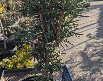 Sciadoptiys verticillata 'Green Star' Japanese Umbrella Pine 2 Gallon