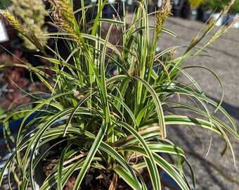 Carex 'Feather Falls' 1 Gallon