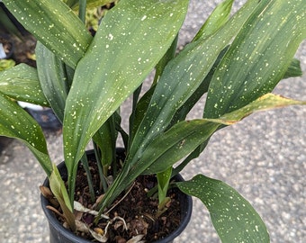 Aspidistra elatior Milky Way' 1 Gallon