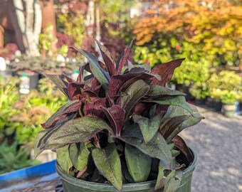 Lychnis sieboldii 'Lipstick' 1 Gallon