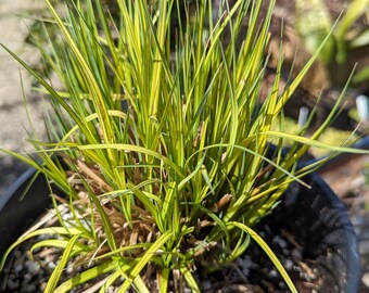 Carex elata 'Bowles Golden Sedge' 2 Gallon
