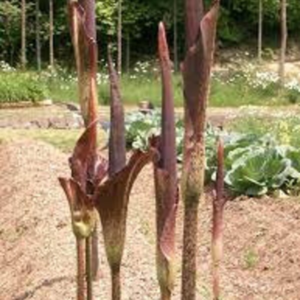 Amorphophallus konjac 'Devil's Tounge' 1 Gallon