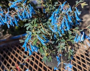 Corydalis flexuosa ‘Porcelain Blue’ 1 Gallon