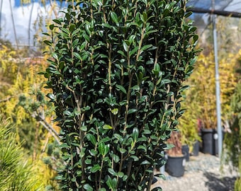 Ilex crenata 'Sky Pencil'