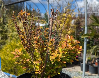 Berberis thunbergii 'Orange Torch'