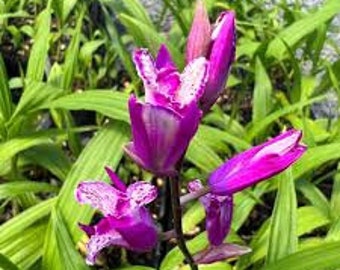 Bletilla stirata 'Tri-Lips' Hardy Orchid