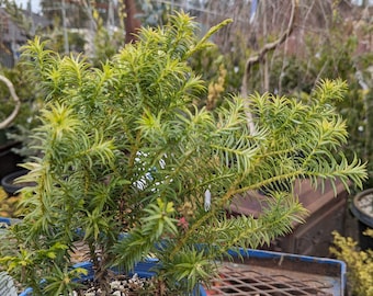 Cupressus vietnamensis Vietnamese Cypress 2 Gallon