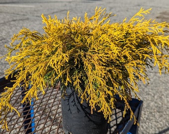 Chamaecyparis pisifera ‘Golden Mop' Threadbranch Cypress 1 Gallon