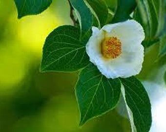 Stewartia pseudocamellia Japanese Stewartia 1 Gallon