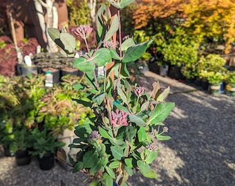 Lonicera 'Cedar Lane trumpet Honeysuckle' 1 Gallon