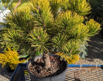 Pinus mugo 'Carsten's Winter Gold' 2 Gallon