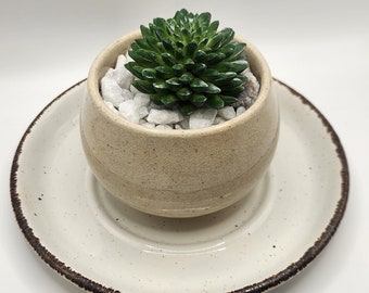 Ceramic Bowl Planter