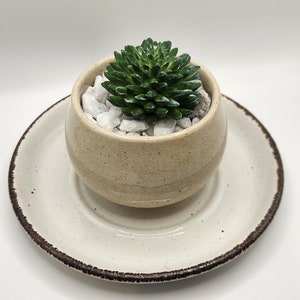 Ceramic Bowl Planter