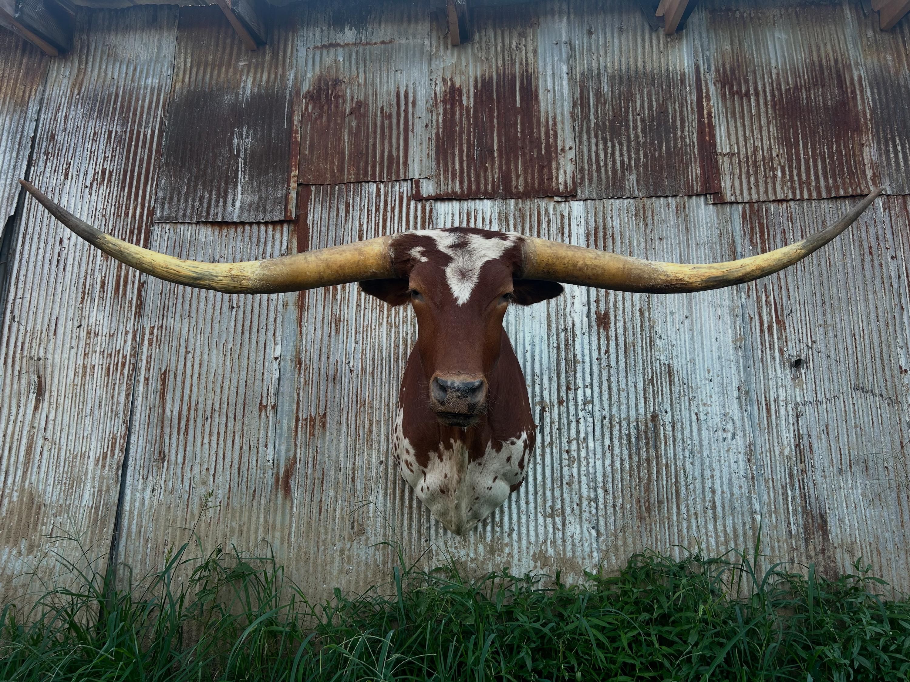Texas Longhorn Steer Shoulder Mount - Etsy