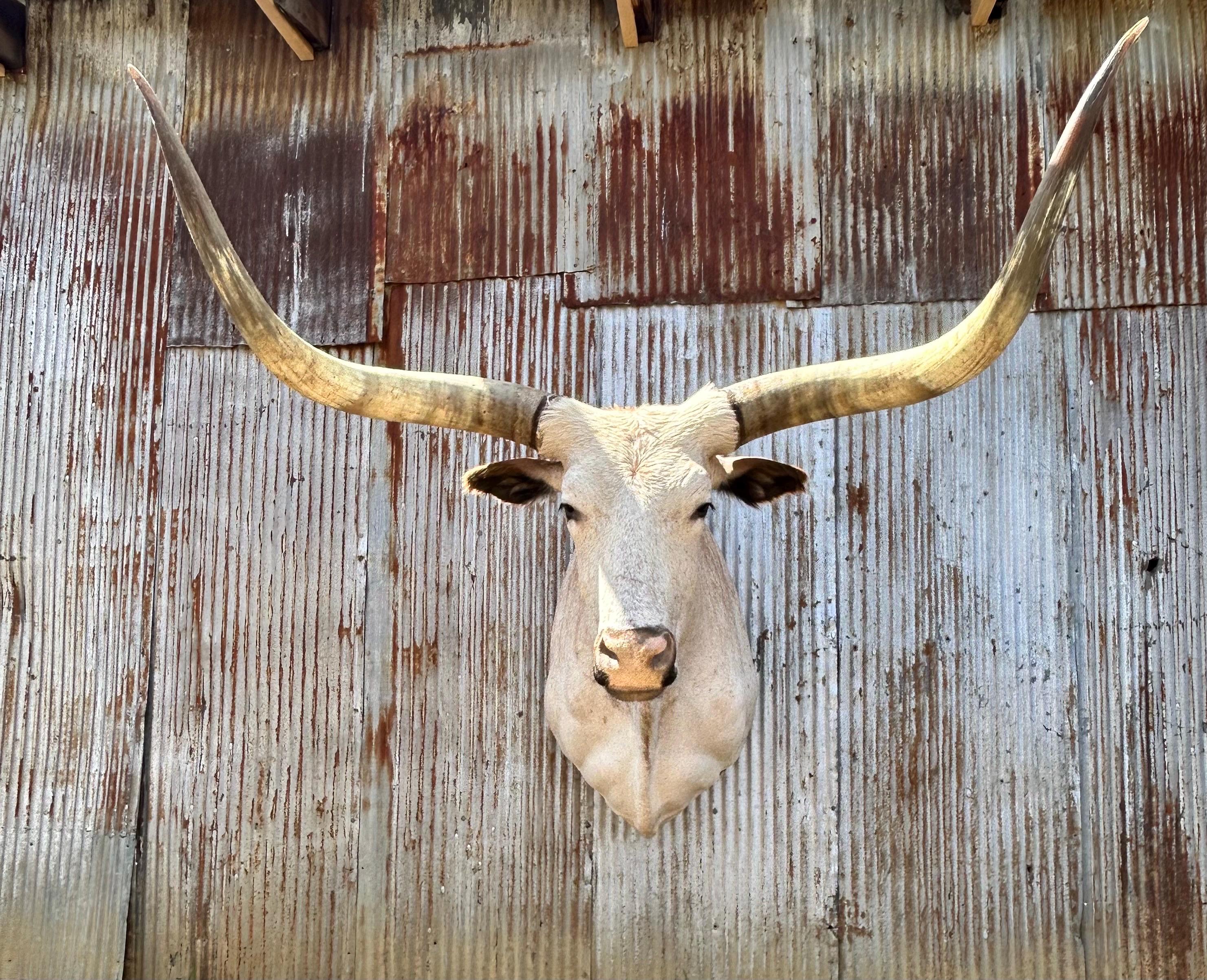 Registered Texas Longhorn Steer Shoulder Mount - Etsy