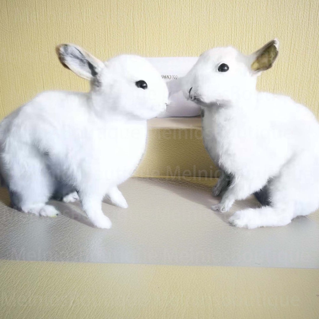 Taxidermy Rabbit,real Taxidermy Rabbit,oddity Home Decor,cute Rabbit ...