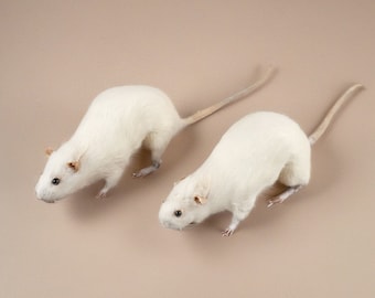 Maus Specimen, Präparate Freistehende Maus Geschenk Kuriosität Kuriosität Mäuse