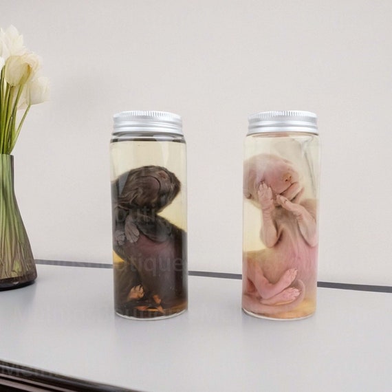 Fox Specimen In Liquid,Baby Fox Wet Specimens,Taxidermy Fox,In Glass Bottles,Cabinet of Curiosities,Unique Gift,Surprise Birthday Gift