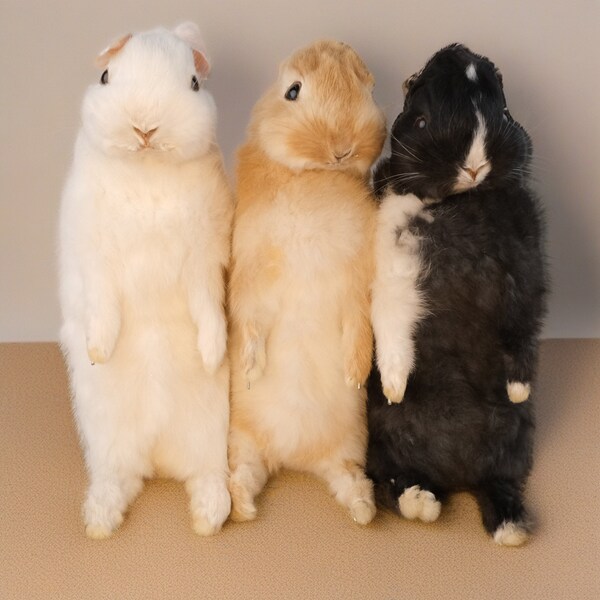 Taxidermy - Etsy