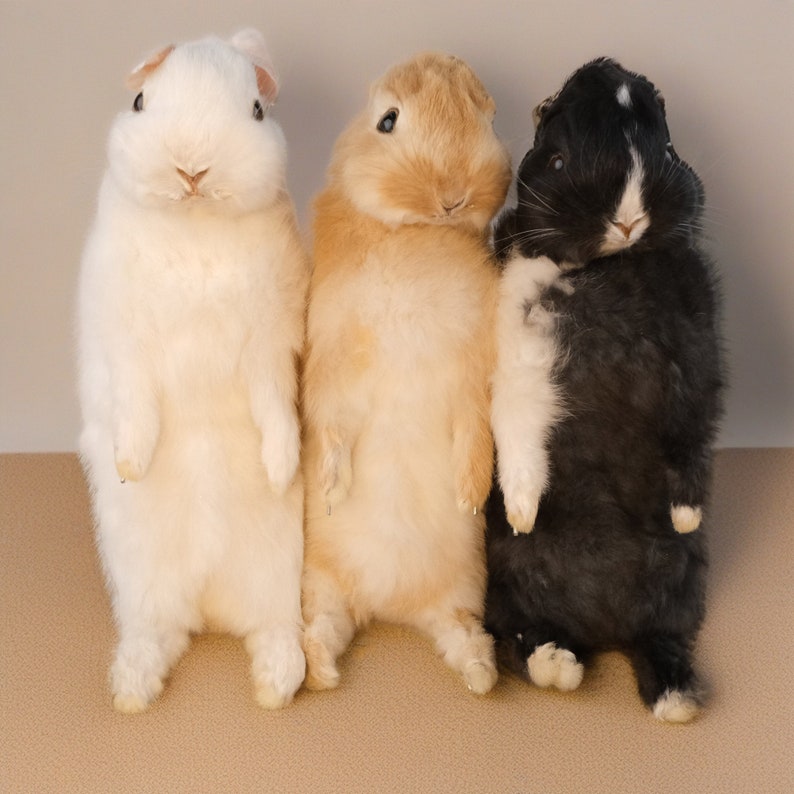 Taxidermy Rabbit,real Taxidermy Rabbit,oddity Home Decor,cute Rabbit ...