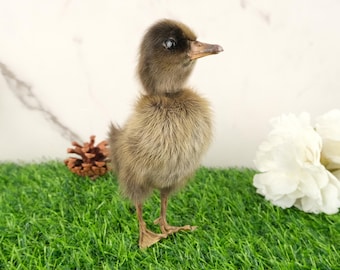 May include: A fluffy, brown duckling stands on artificial green grass. The duckling has a dark brown head and a light brown body. A pine cone and white flowers are in the background.