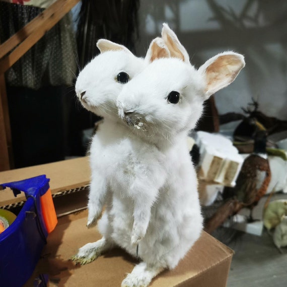 Thriller Two-headed Rabbit Handmade Taxidermy Collection Science