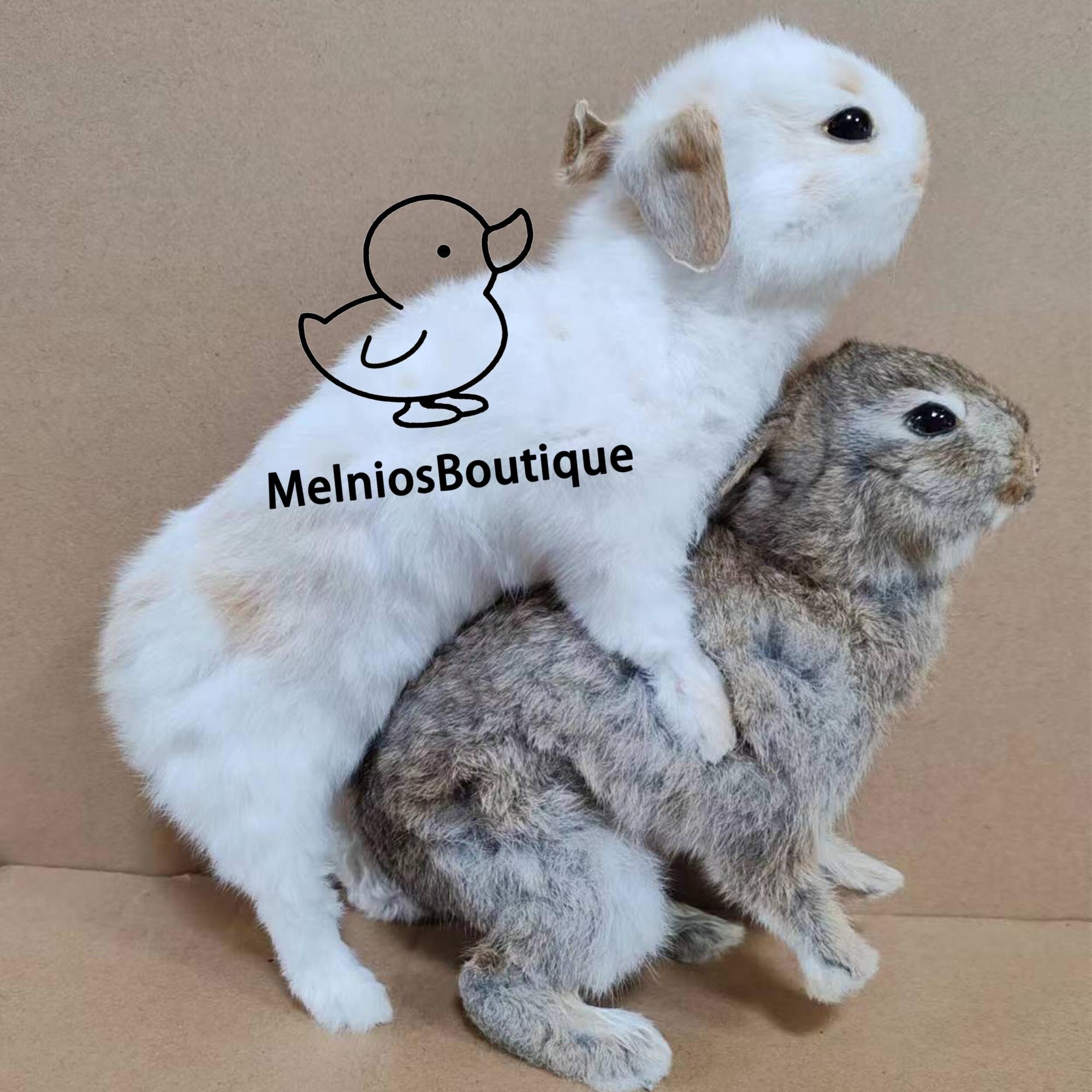 Rabbit Specimen, Real Taxidermy Rabbit, Taxidermy Rabbit Funny Gift for ...