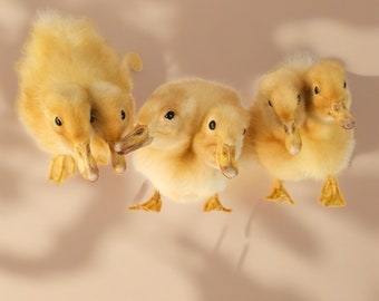 Zweiköpfige Baby Ente Taxidermy,Thriller zweiköpfige Ente Handgemachte Taxidermy,Oddity Home Decor Ornaments,Überraschungs-Geburtstagsgeschenk,Einzigartiges Geschenk