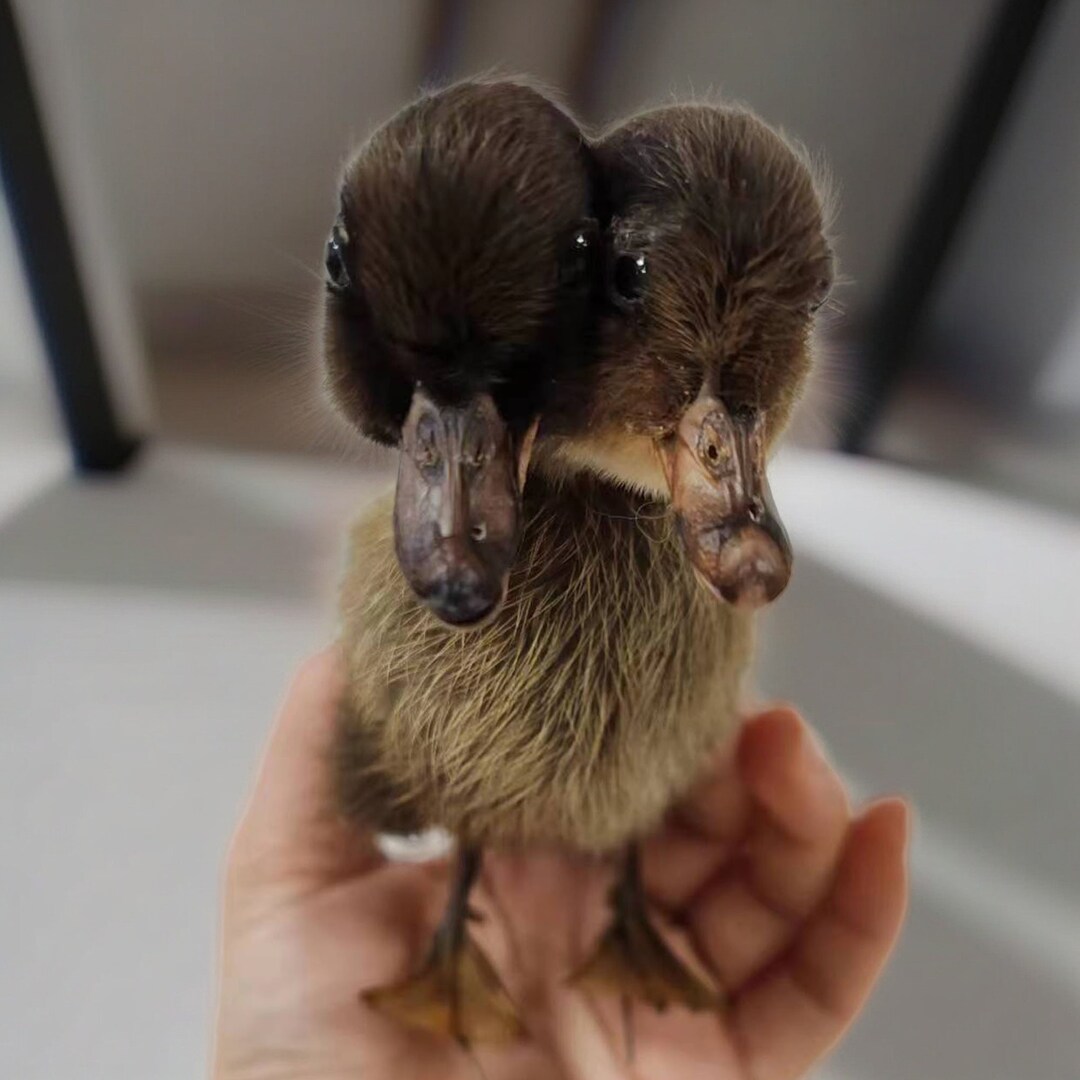 Two headed Baby Duck Taxidermy thriller Two headed Duck Handmade Two headed Baby Duck Taxidermy thriller Two headed Duck Handmade
