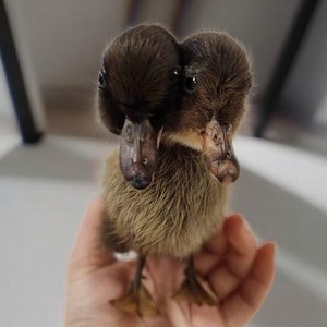 Two-Headed Baby Duck Taxidermy,Thriller Two-Headed Duck Handmade Taxidermy,Oddity Home Decor Ornaments,Surprise Birthday Gift,Unique Gift