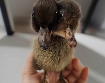 May include: A two-headed duckling with brown and black feathers. The duckling has two beaks and two sets of eyes.