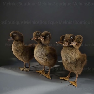 Real Little Black Duck Specimen, Collectibles Study DIY Special Gifts, Kids Scientific Educational Toy 1:1 Real, Decorative Ornaments